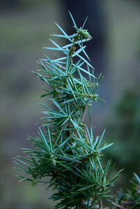 Conifer plants closeup photo