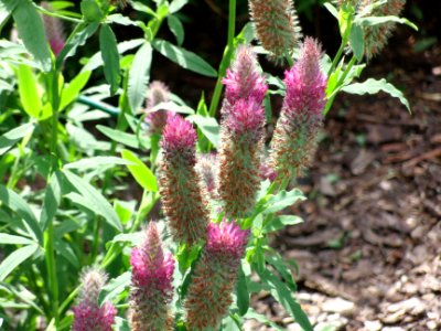 Blume