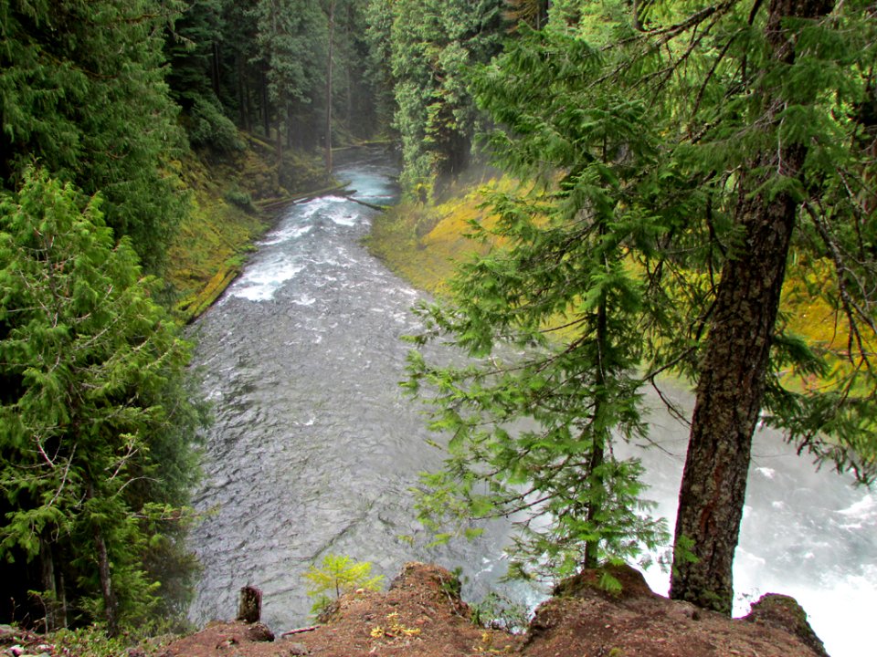 McKenzie River Trail in Central OR