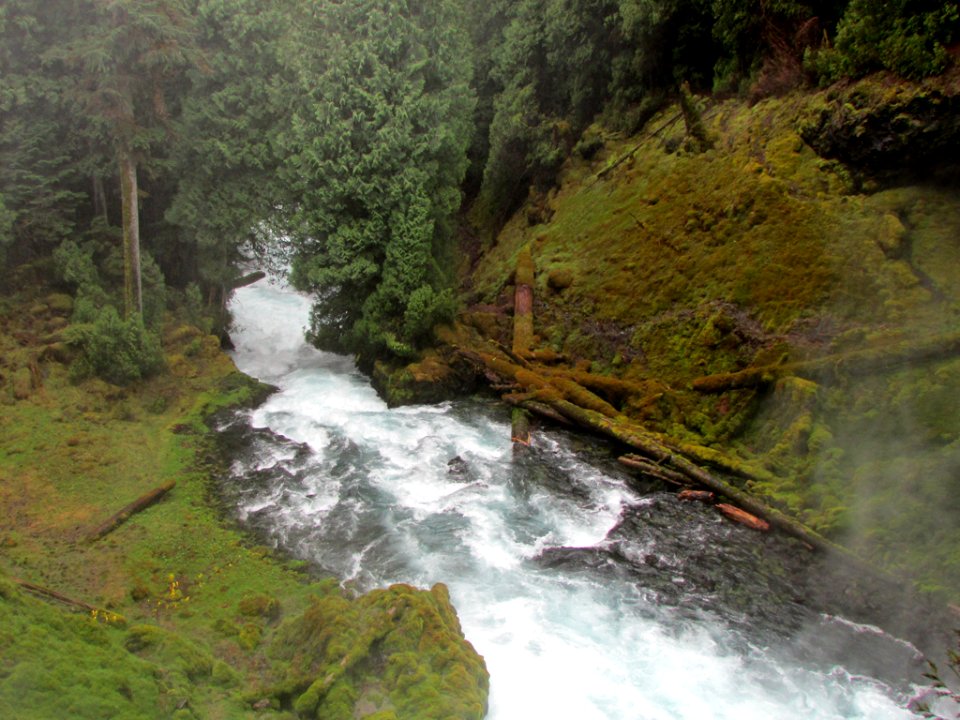 McKenzie River Trail in Central OR