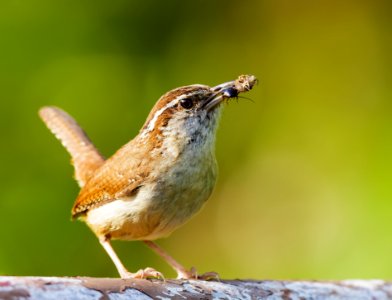 Carolina Wren