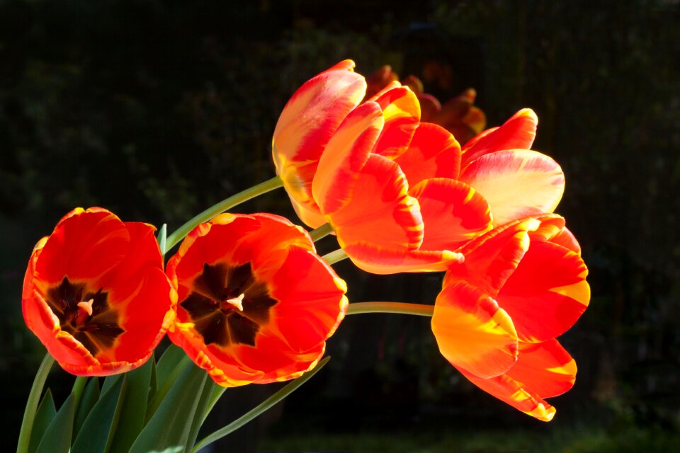Spring nature flowers
