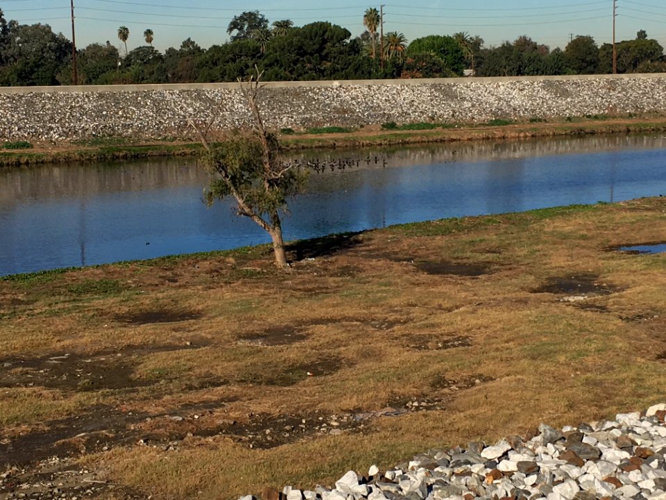 LA River Estuary - Low Tide Lone Tree 8Dec2017