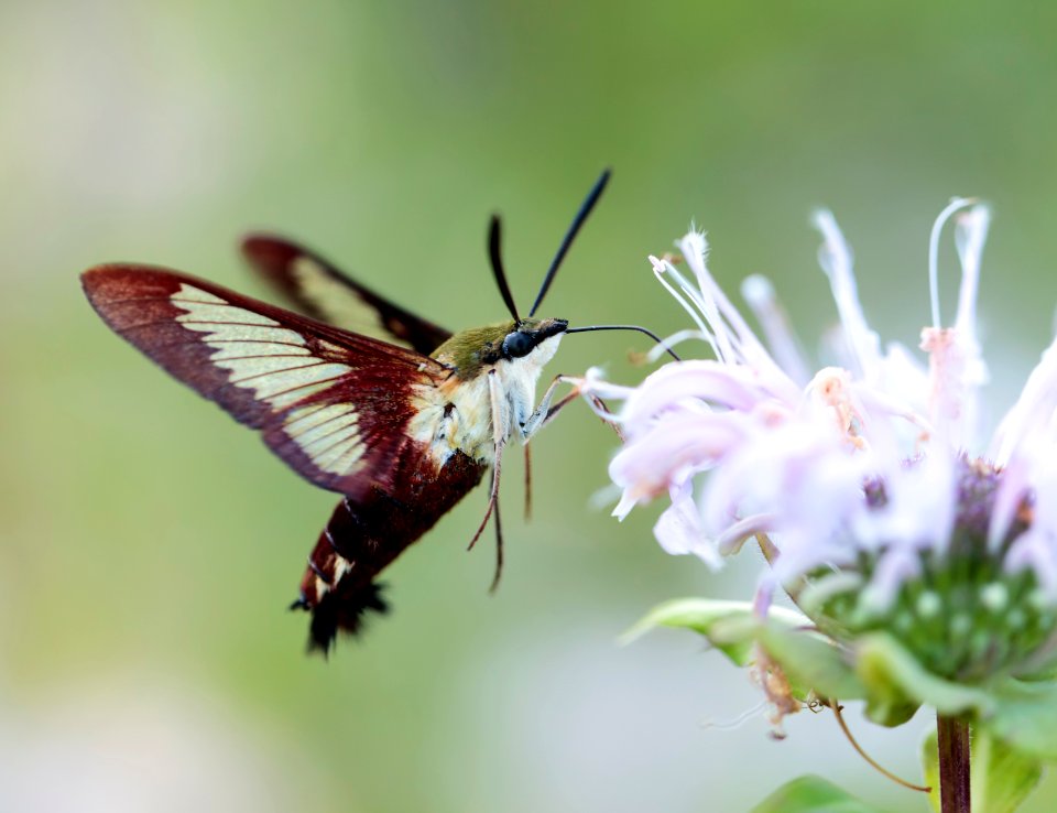 Hummingbird Clearwing Moth