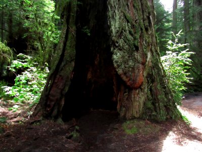 Redwoods in California