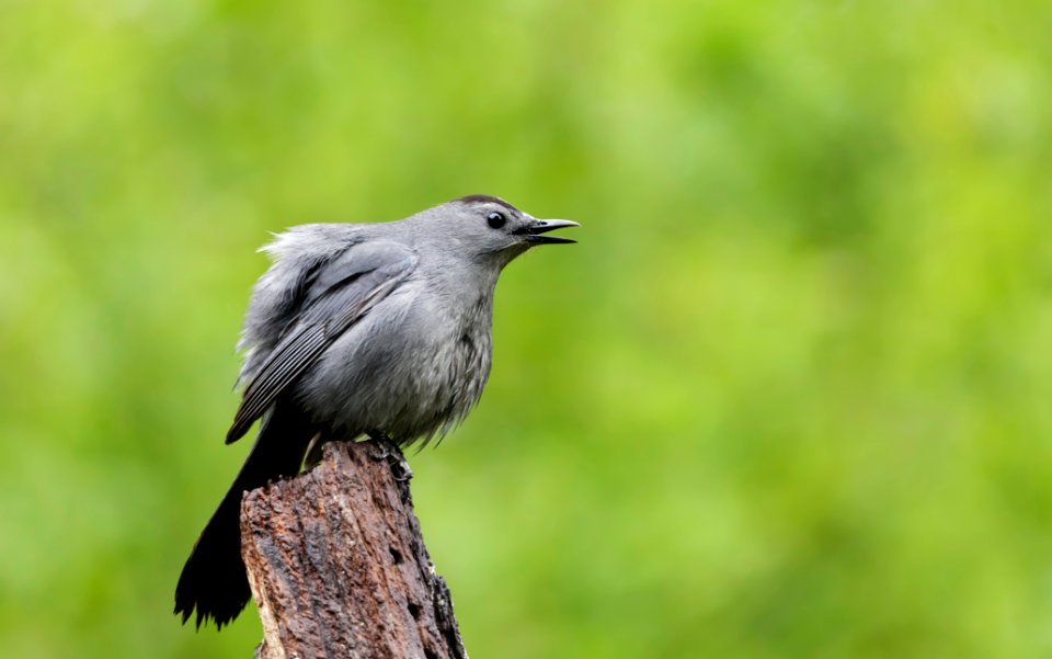 Gray Catbird photo