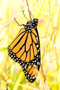Monarch Butterfly