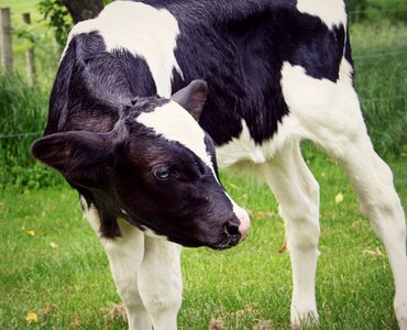 Holstein livestock bovine