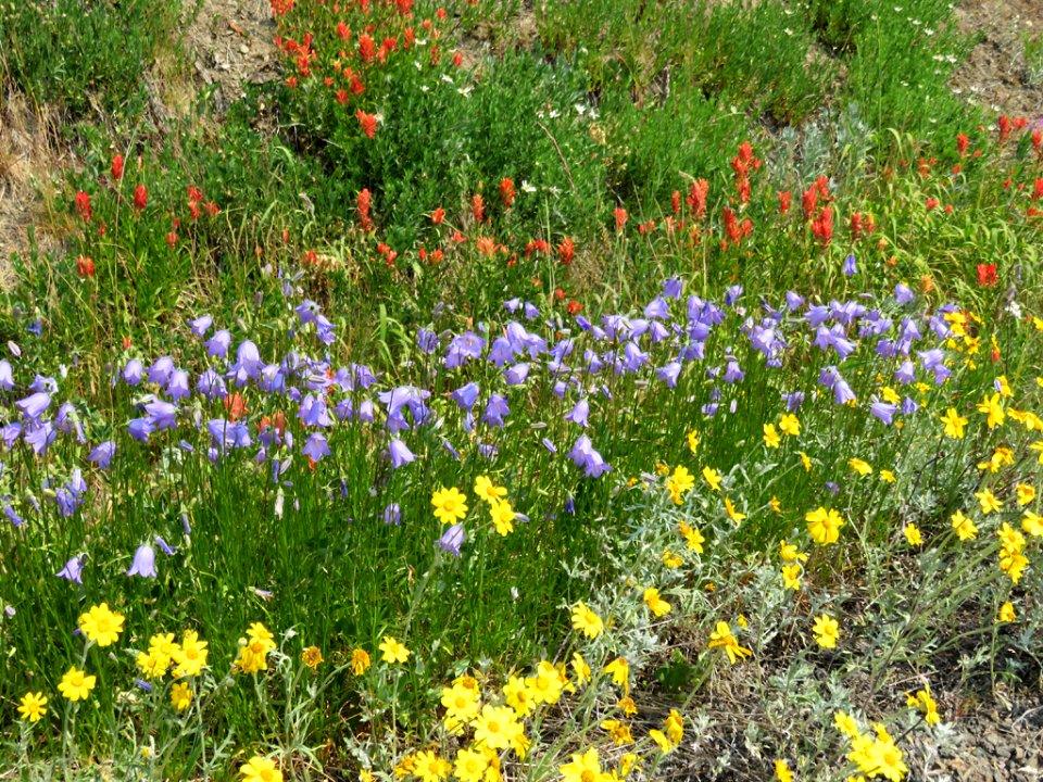 Wildflowers at Hurricane Ridge at Olympic NP in Washington