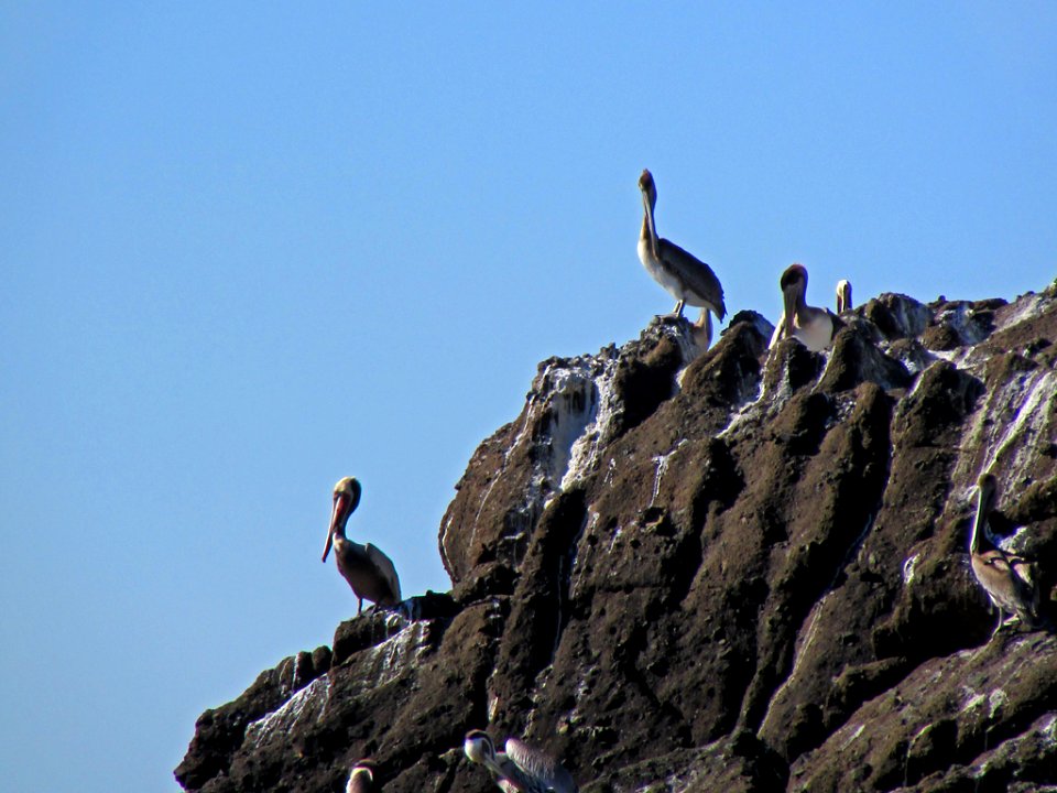 Pelicans at Yaquina Head in Newport, OR