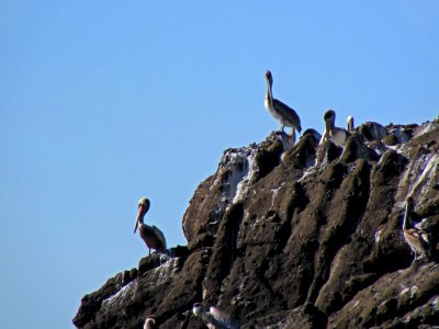 Pelicans at Yaquina Head in Newport, OR