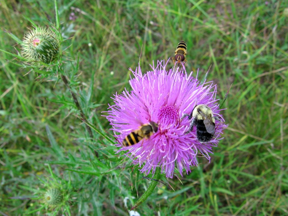 Bee and Bee Flies on Thistle