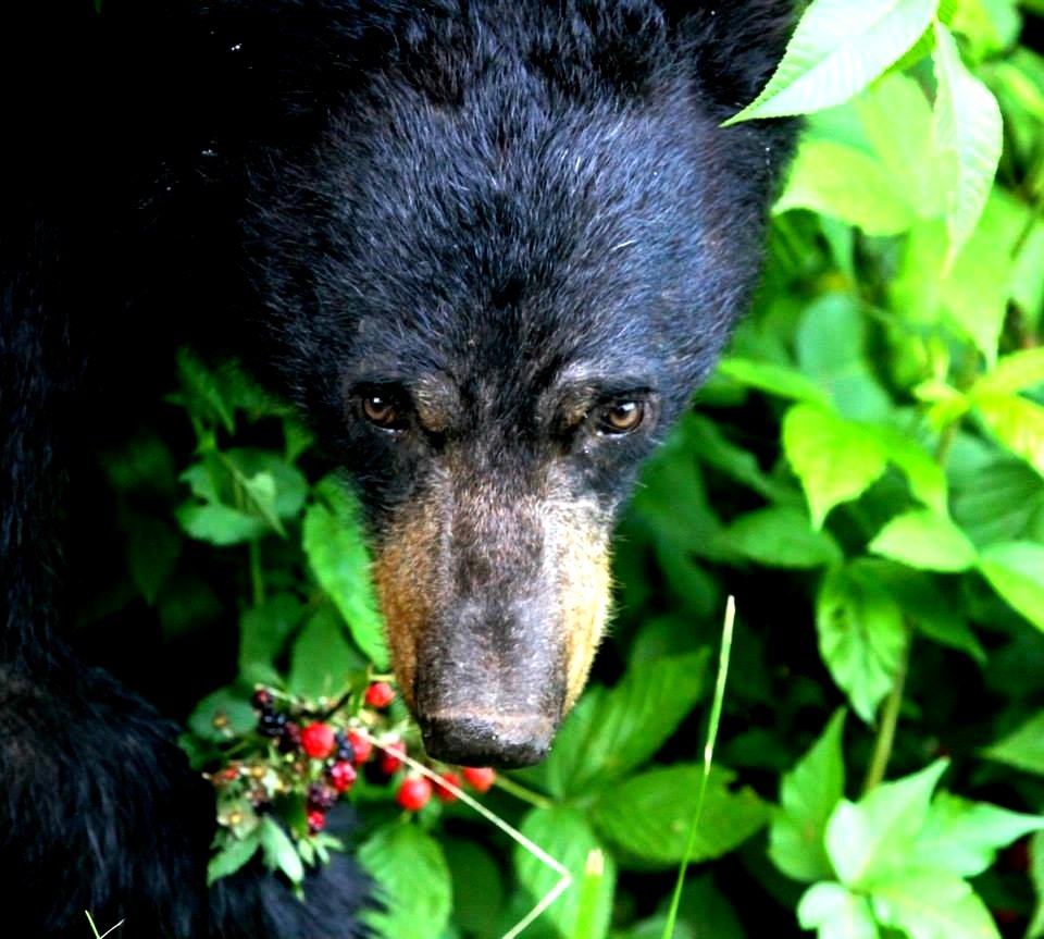 American Black Bear