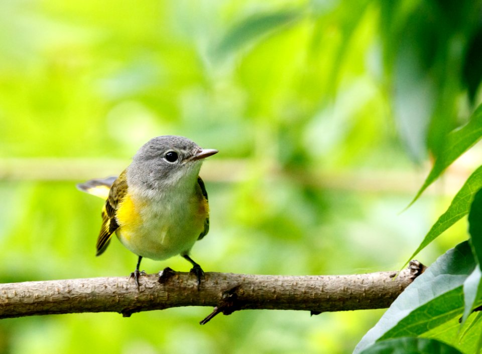 American Redstart (female)