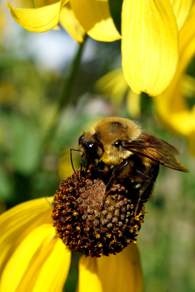 Bee on Grey Headed Coneflower