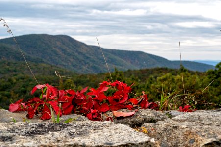 Virginia Creeper Showing its Red photo