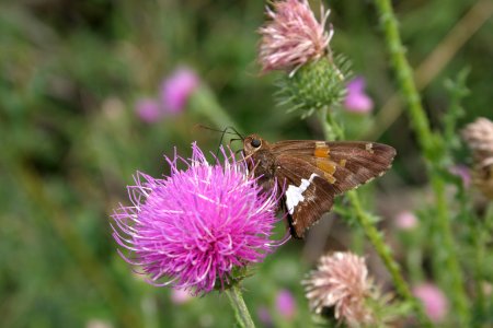 Silver-spotted Skipper