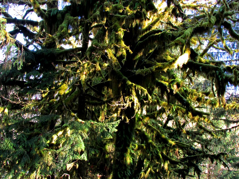 Quinault Rain Forest at Olympic NP in WA