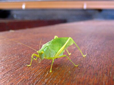 Green insect close up