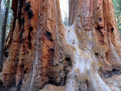 Trail Of 100 Giants at Sequoia NF in CA