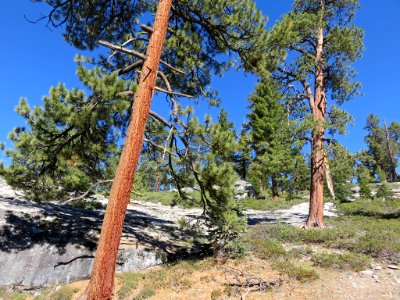 Sequoia NP in CA