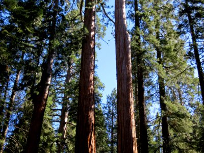 Sequoia NP in CA