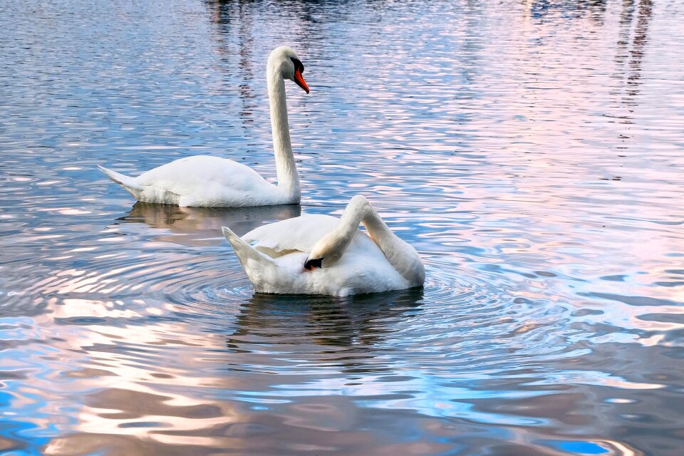 Water bird late autumn rhine