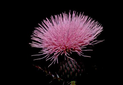 Thistle
