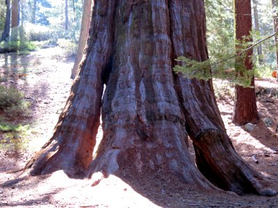 Sequoia NP in CA