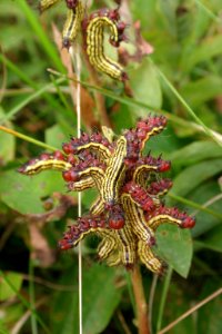 Azalea Caterpillars