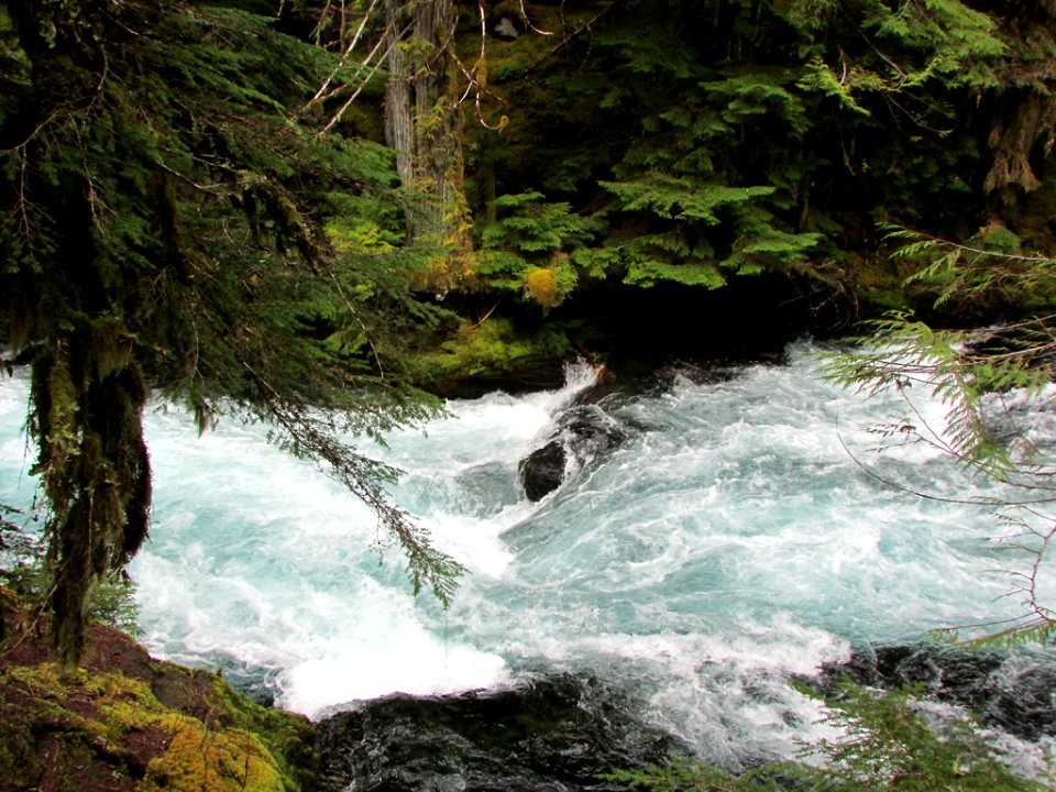 McKenzie River Trail in Central OR