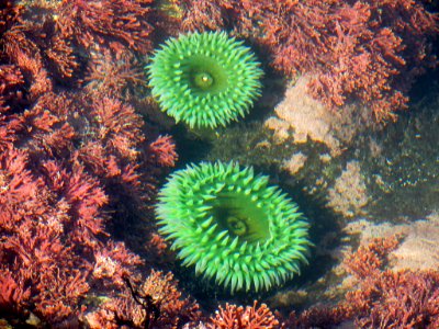 Sea Anemone at Yaquina Head in Newport, OR photo