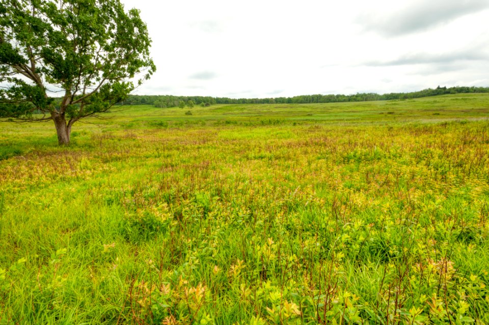 Big Meadows Green-Up Day 59