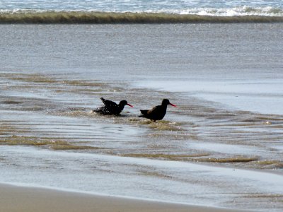 Hug Point Beach in Oregon photo