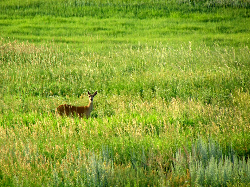 Deer at Devils Tower NM in WY