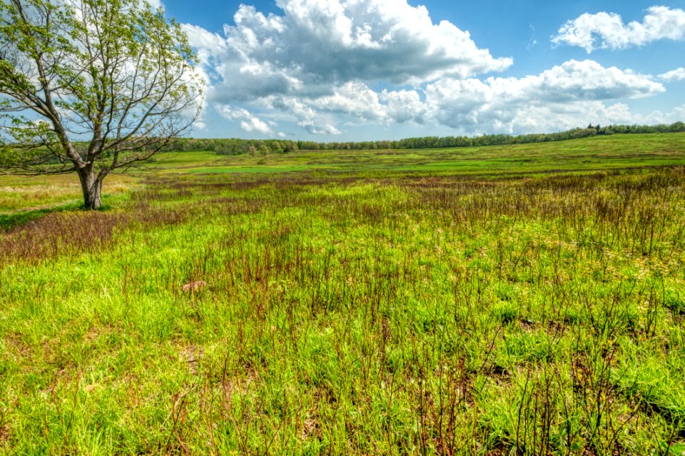 Big Meadows Green-Up Day 38