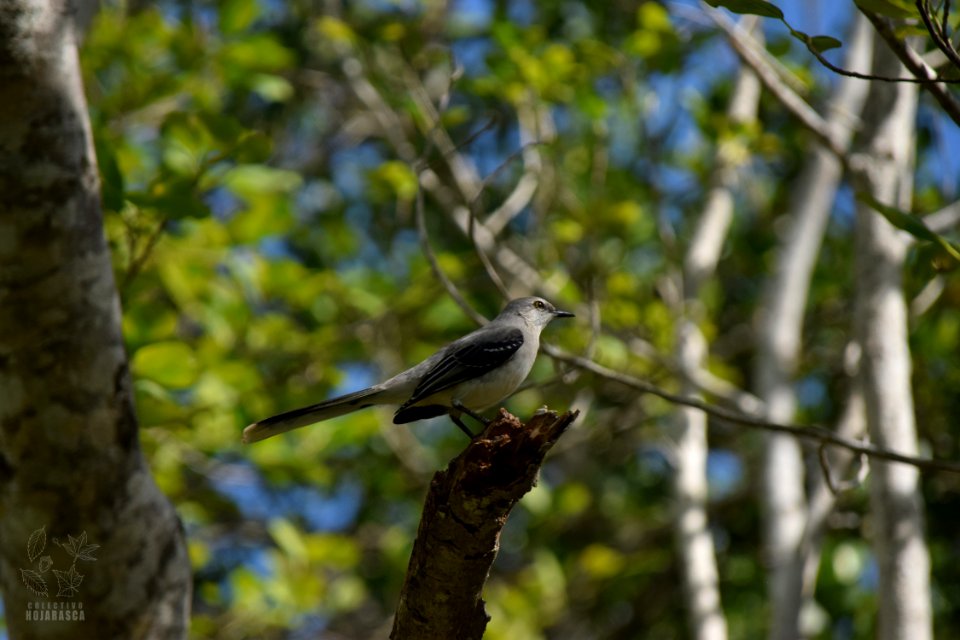 Mimus polyglottos