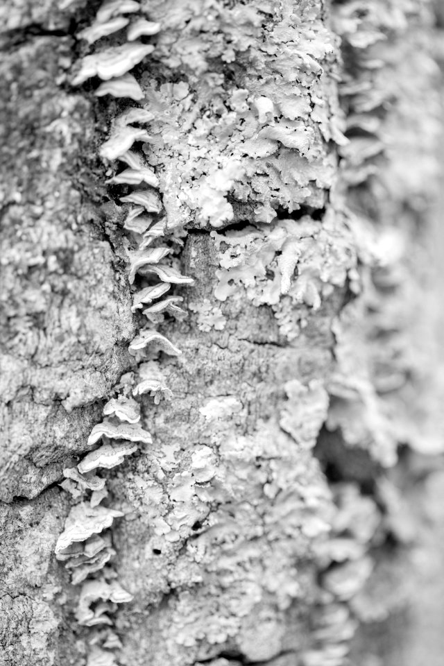 Black and White Fungi