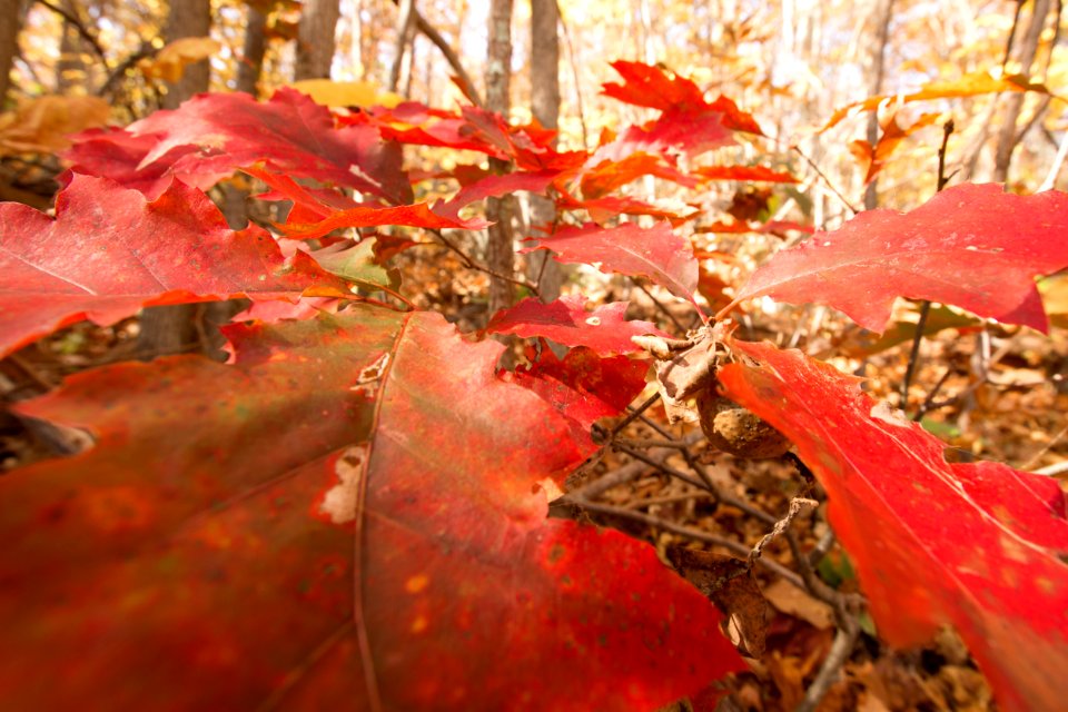 Oak Leaves turned Red