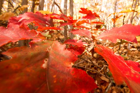 Oak Leaves turned Red photo