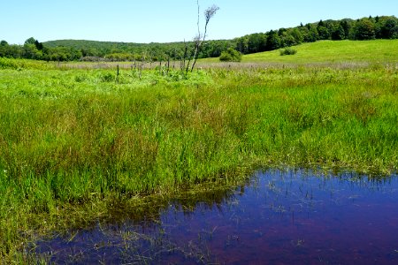 Vernal Pool in Big Meadows