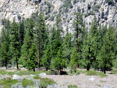 Cedar Grove at Kings Canyon NP in CA