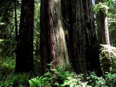 Redwoods in California