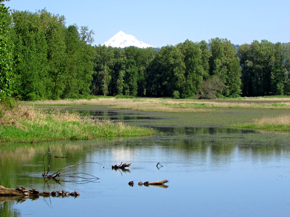 Western Turtles at Steigerwald Lake NWR in WA