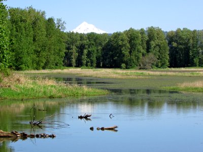 Western Turtles at Steigerwald Lake NWR in WA