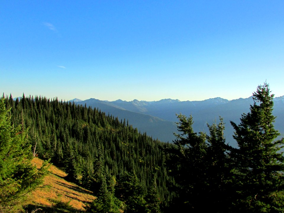 Hurricane Ridge at Olympic NP in WA