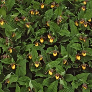 Yellow Lady Slipper Orchids