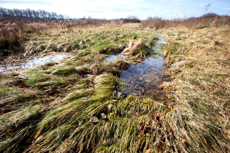 Big Meadows: A Wonderful Wetland