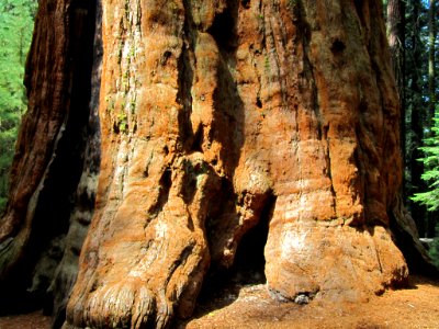 Sequoia NP in CA
