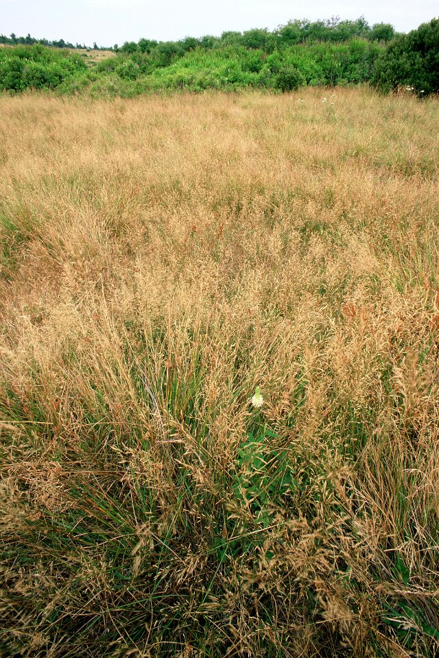 Canada Burnet, Big Meadows